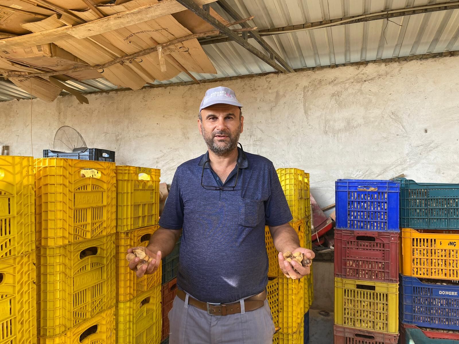 Aydın’da incir üreticisi can çekişiyor