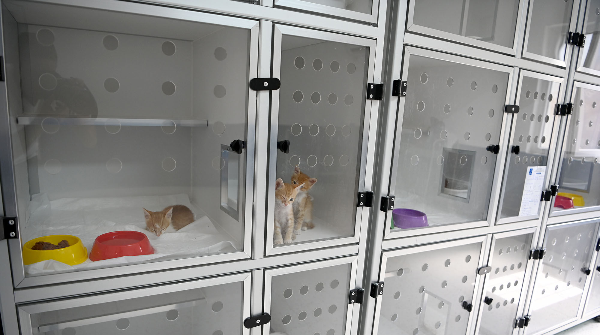 Kusadasi Belediyesinden Partili Dostlarin Sagligi Icin Onemli Bir Adim Daha Davutlar Mahallesine Kedi Kisirlastirma Merkezi Acildi 599501 26089115A249Ad633De8Fd339870A3E0