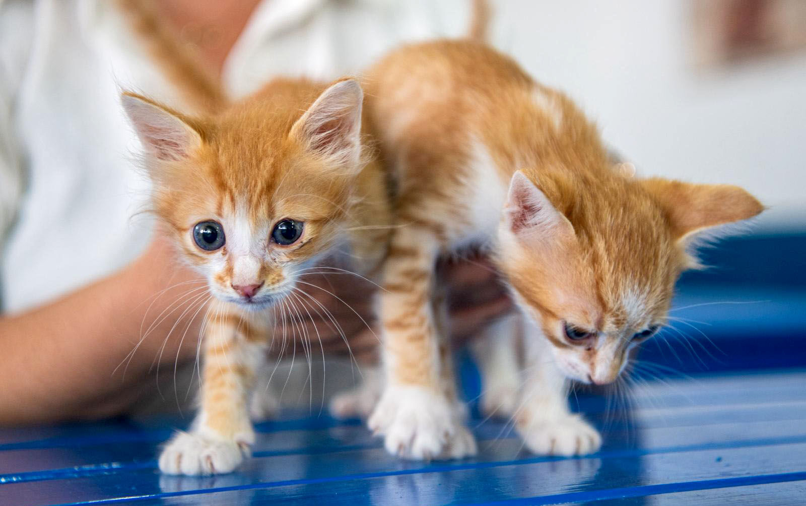 Kusadasi Belediyesinden Partili Dostlarin Sagligi Icin Onemli Bir Adim Daha Davutlar Mahallesine Kedi Kisirlastirma Merkezi Acildi 599501 Dc312780C679B1B9A9Cce7B01Dfc8F13