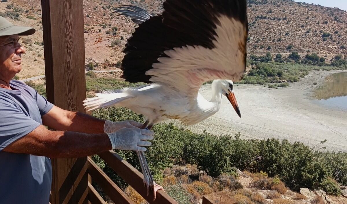 Özgürlüğe kanat çırpan leylek ve flamingo Bafa Gölü’nde