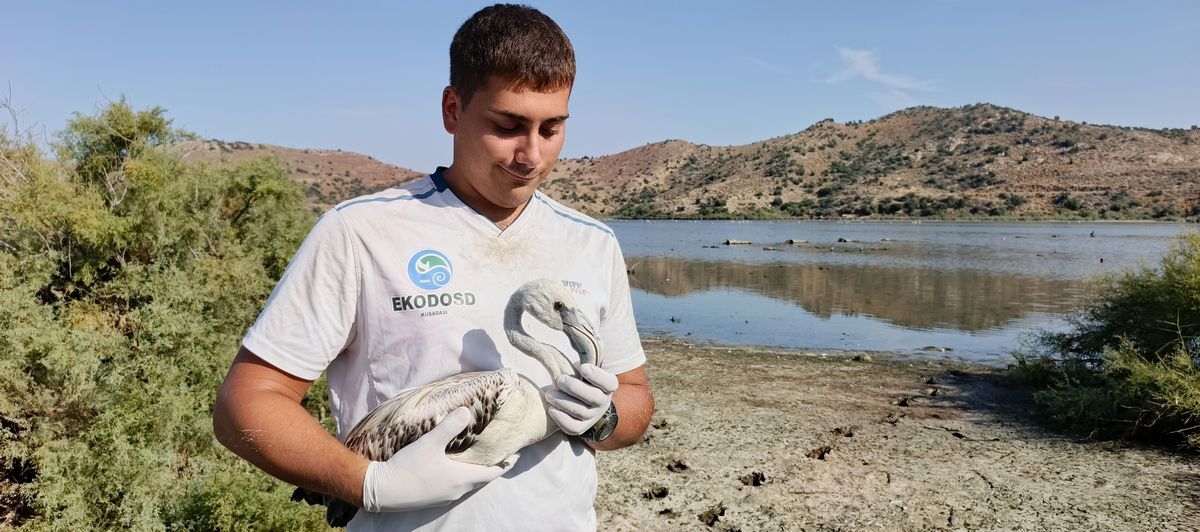 Özgürlüğe kanat çırpan leylek ve flamingo Bafa Gölü’nde