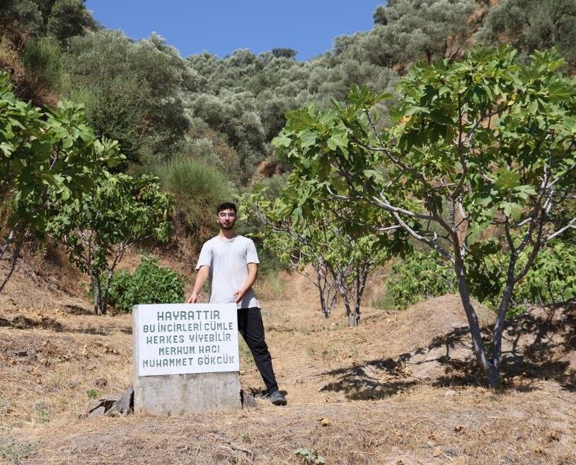 Aydın'da şaşkına çeviren incir bahçesi! Görenler gerçek olduğuna inanamıyor