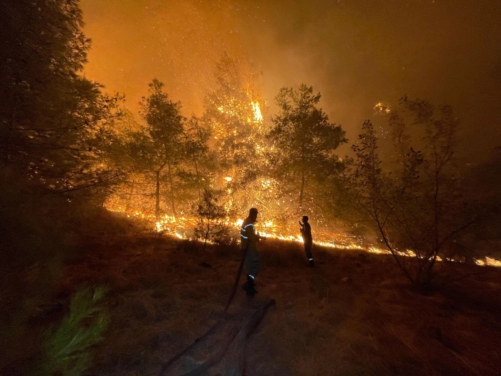 Aydın’da orman yangını! Ekipler canla başla çalışıyor