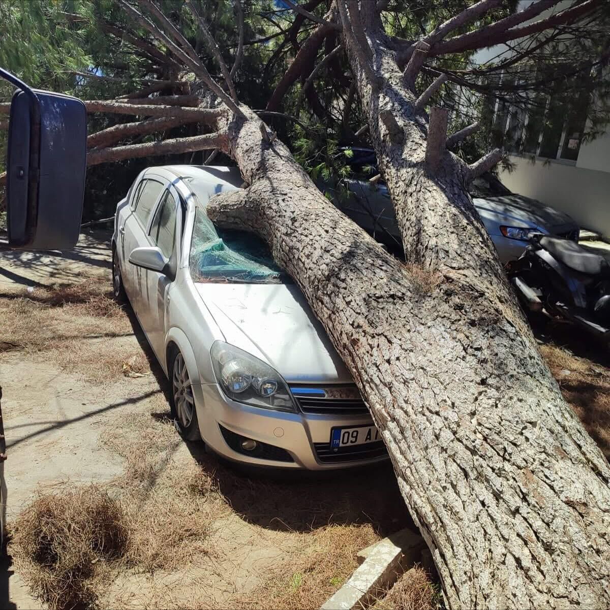 Nazilli’de ağaç devrildi! Facianın eşiğinden dönüldü