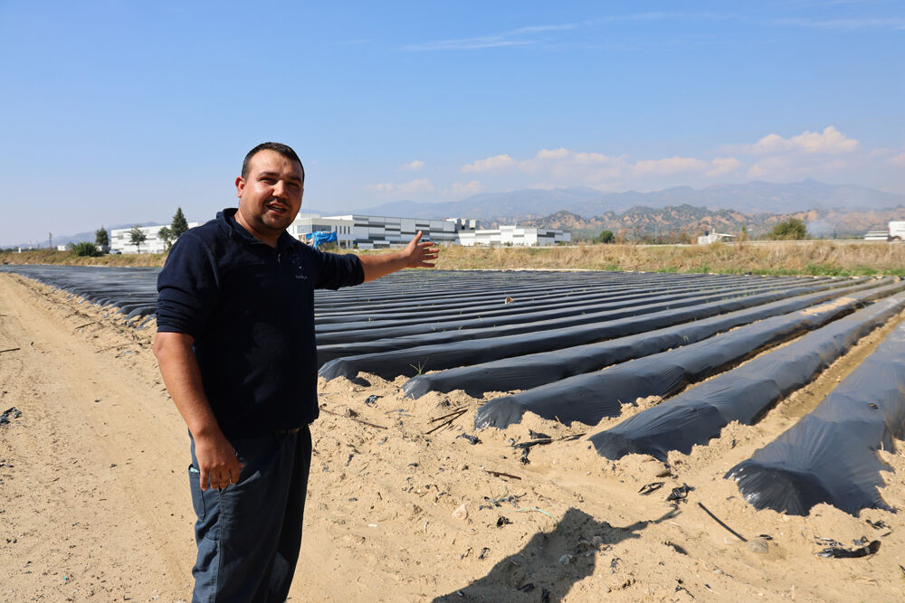 Aydın’da kış çileği üretimi başladı