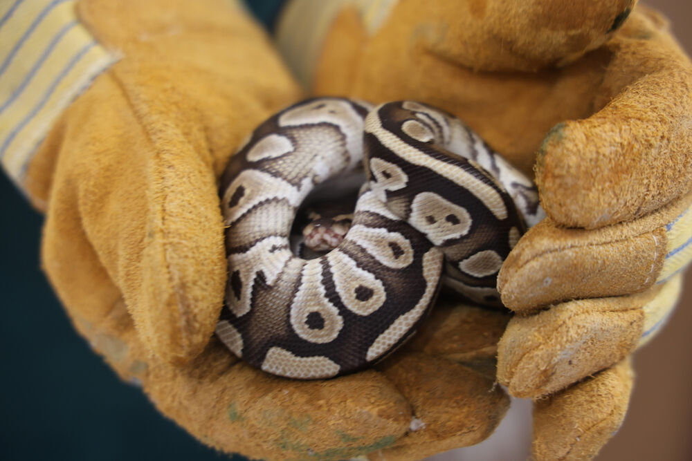 Polisin asayiş uygulamasında cebinden çıktı! Görenler gözlerine inanamadı