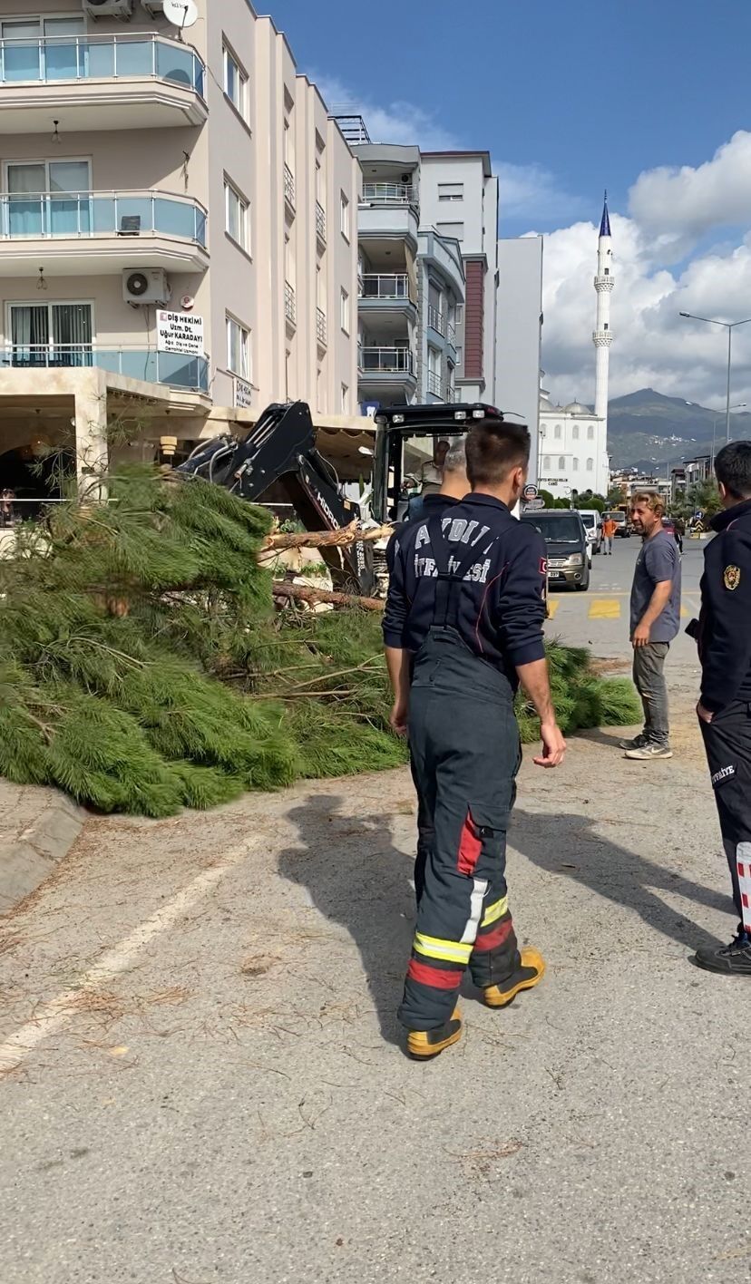 Aydın’da korkutan olay! Çam ağacı yola devrildi