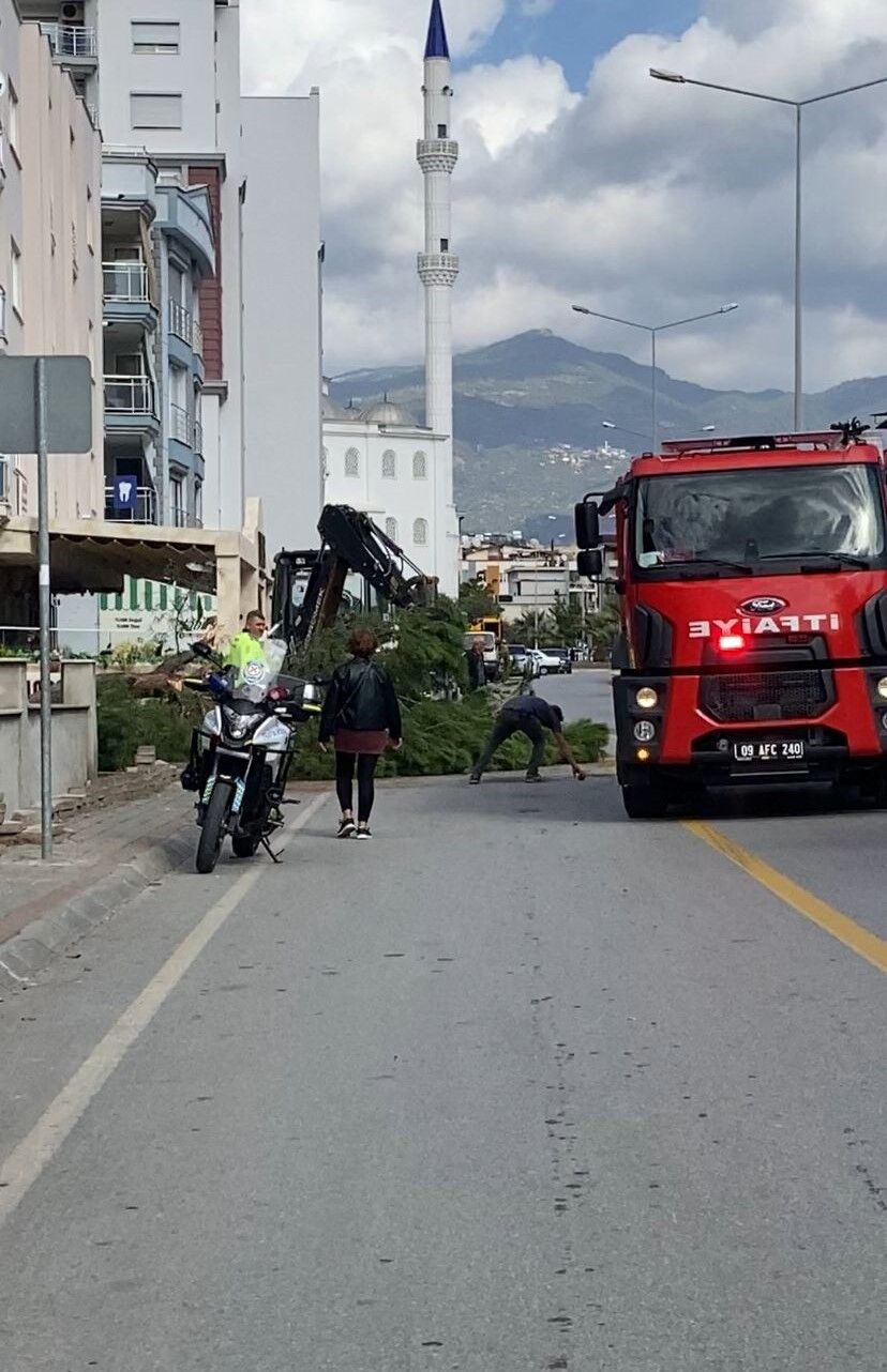 Aydın’da korkutan olay! Çam ağacı yola devrildi