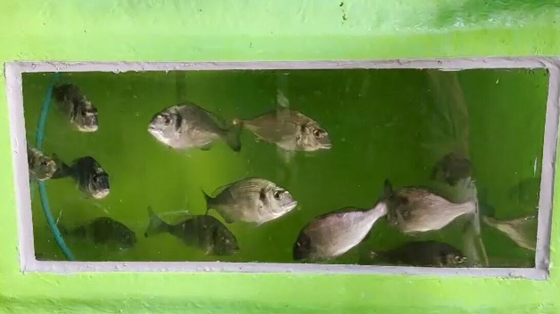 ADÜ dünyada bir ilke imza atıyor! Türkiye'ye prestij kazandıracak