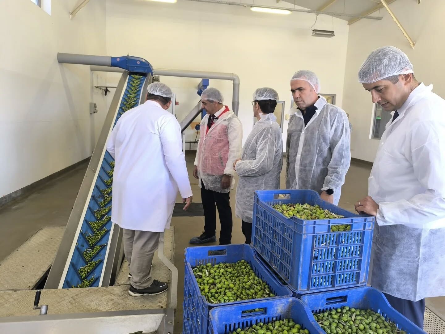 Aydın, zeytinde üst sıralarda