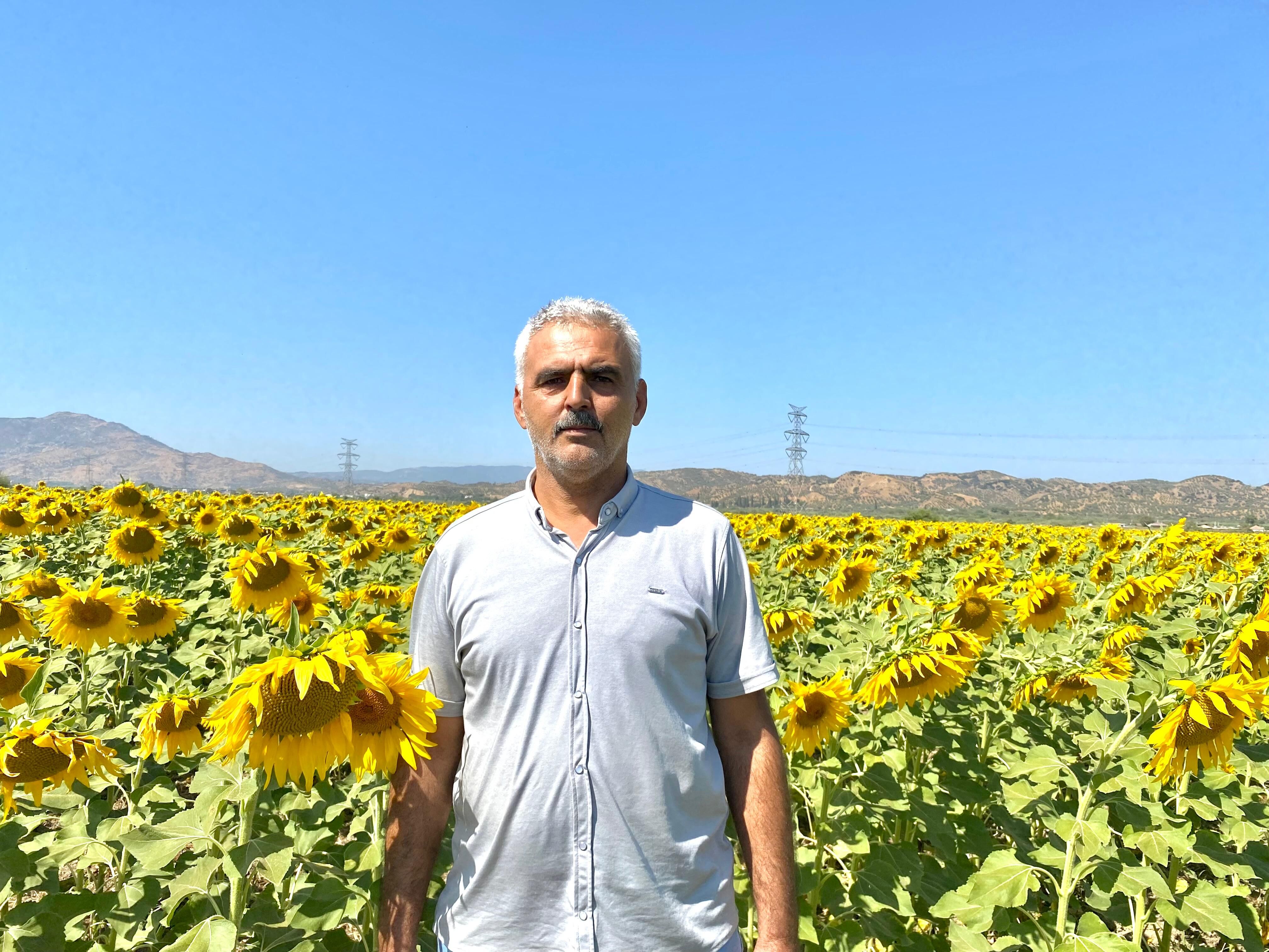 Aydın’da ayçiçeği üretimi artıyor