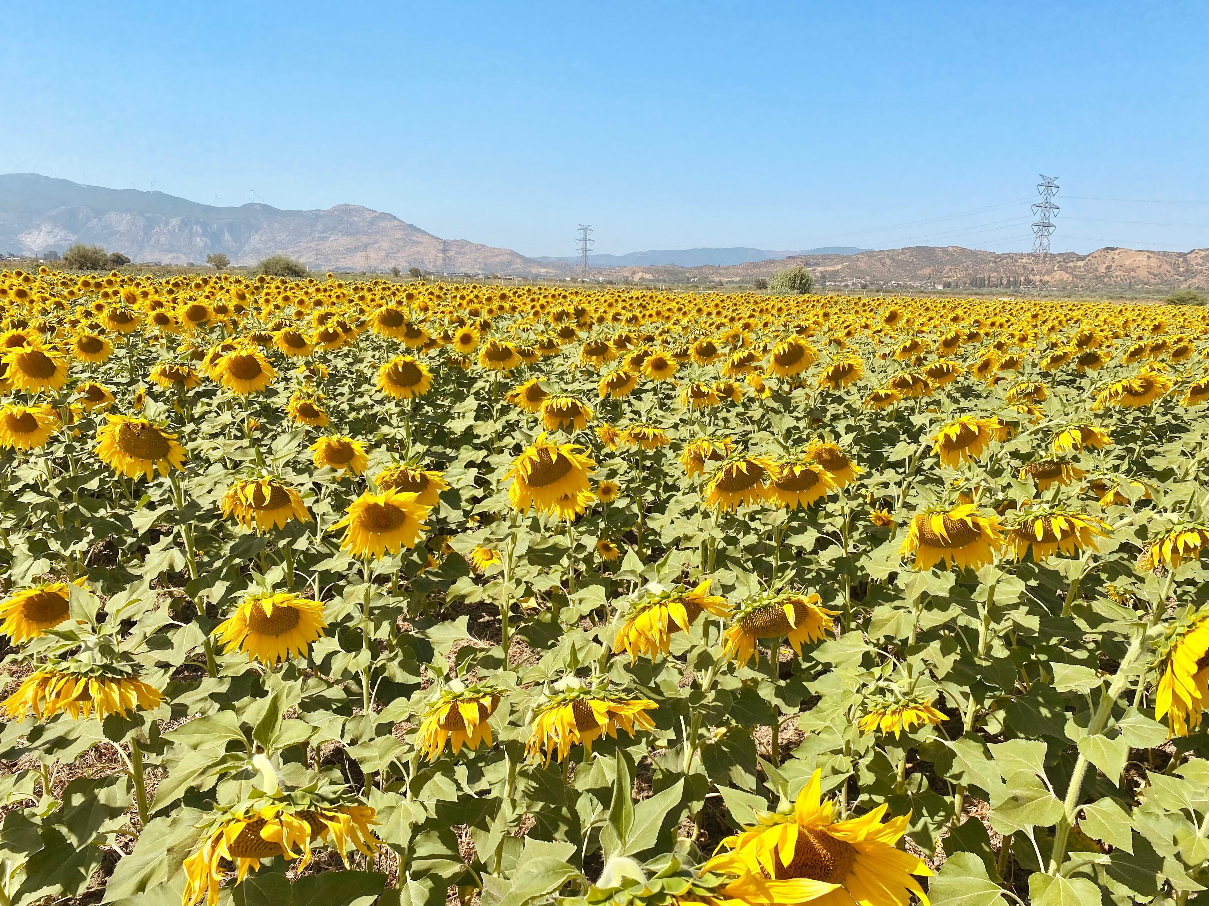 Aydın’da ayçiçeği üretimi artıyor
