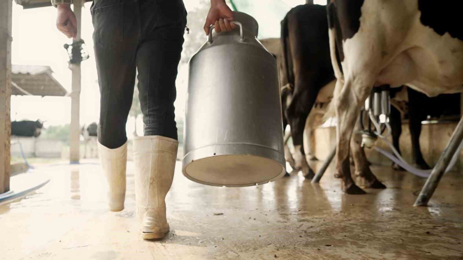 Aydın'da çiftçilikten zarar etti, hayvancılığa yöneldi