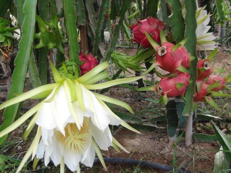 Aydın'da tropikal heyecan!