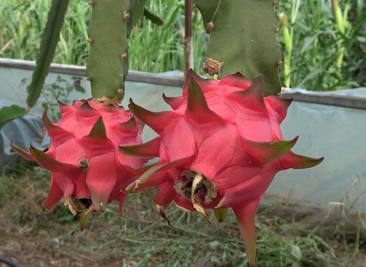 Aydın'da tropikal heyecan!