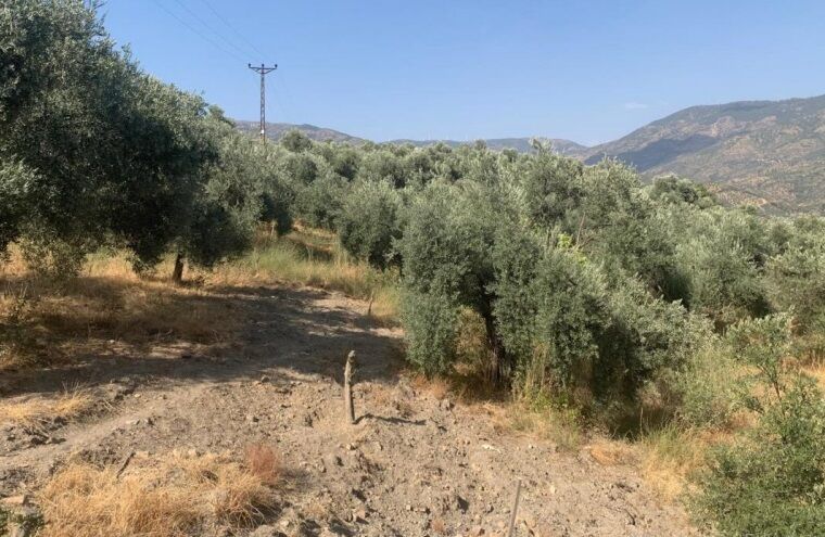 Aydindaki Tarim Arazisine Komur Ocagi Acilacak Yilda 150 Bin Ton Komur Cikaracaklar Aydinda Zeytin Agaclarinin Dibine Komur Ocagi Yolda 606520 Bb97Fca735Efc3Ff87Fd27A36Fb851D3