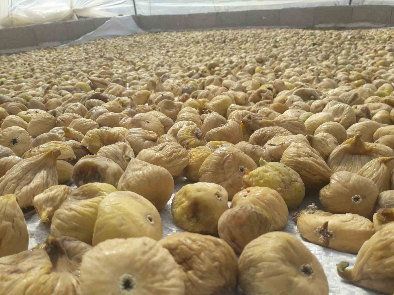 Aydın’ın inciri Bakanlık verileri ile paylaşıldı