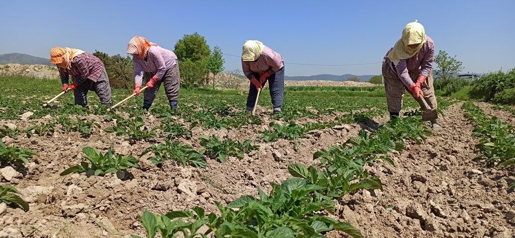 Karar Aydınlı çiftçileri sevindirdi: Başkan Güneş HEDEF’e değerlendirdi