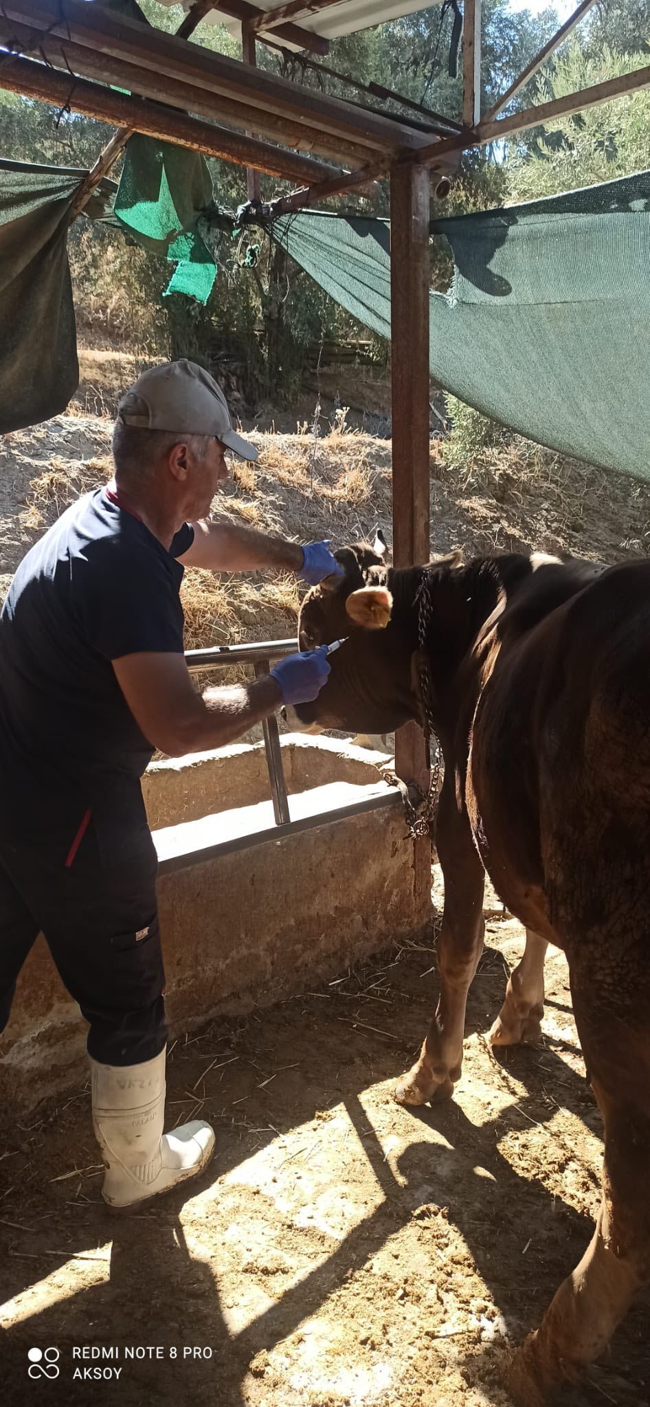 Nazillili Yetistiriciye Iyi Haber Asilama Calismasi Tamamlandi 605275 D47Eecc9E77A9E01Afb7Db0943Fc31F4