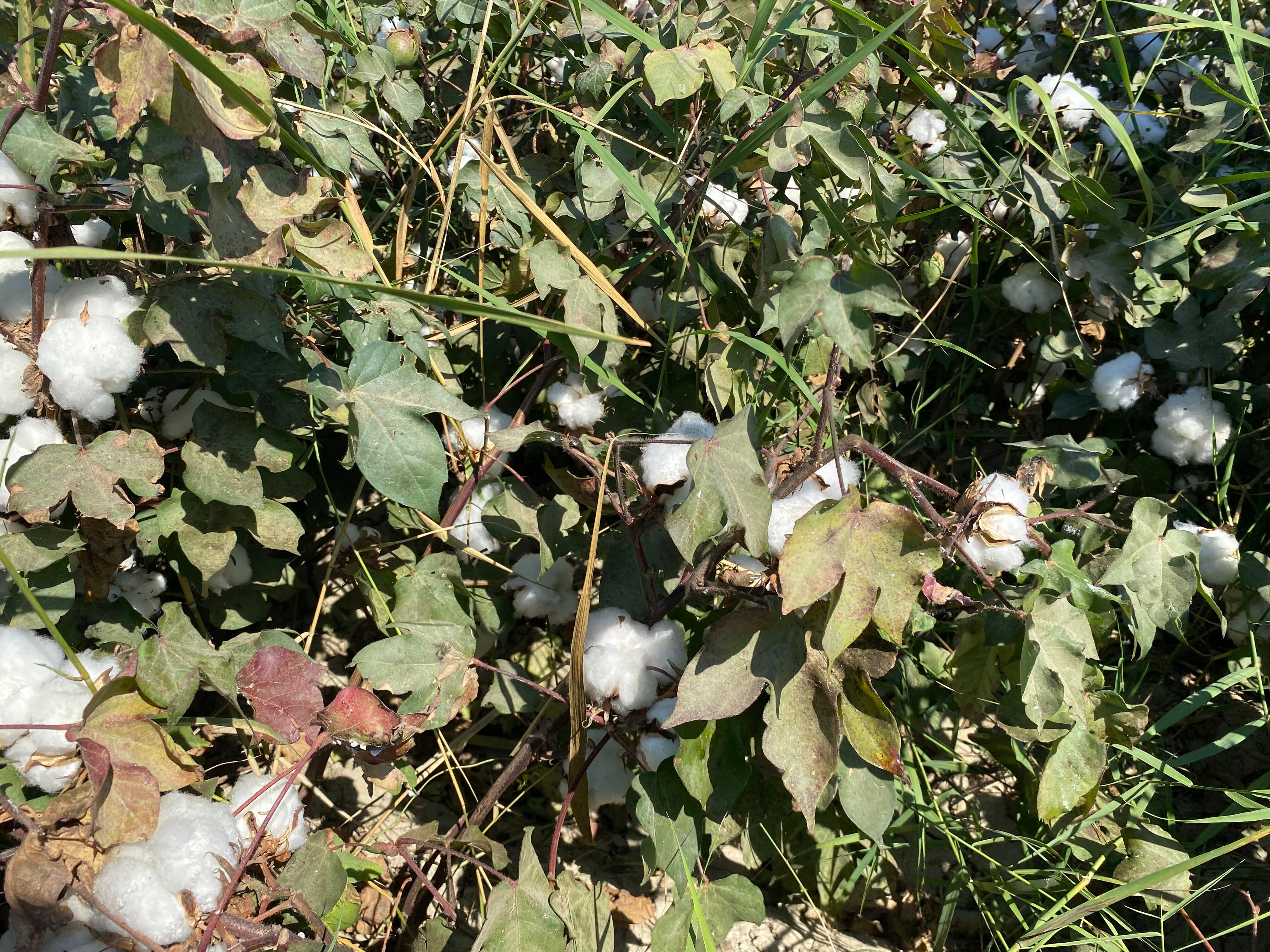 'Beyaz Altın'da endişeli bekleyiş: Aydın’da gelecek yıl ekim yarı yarıya düşebilir