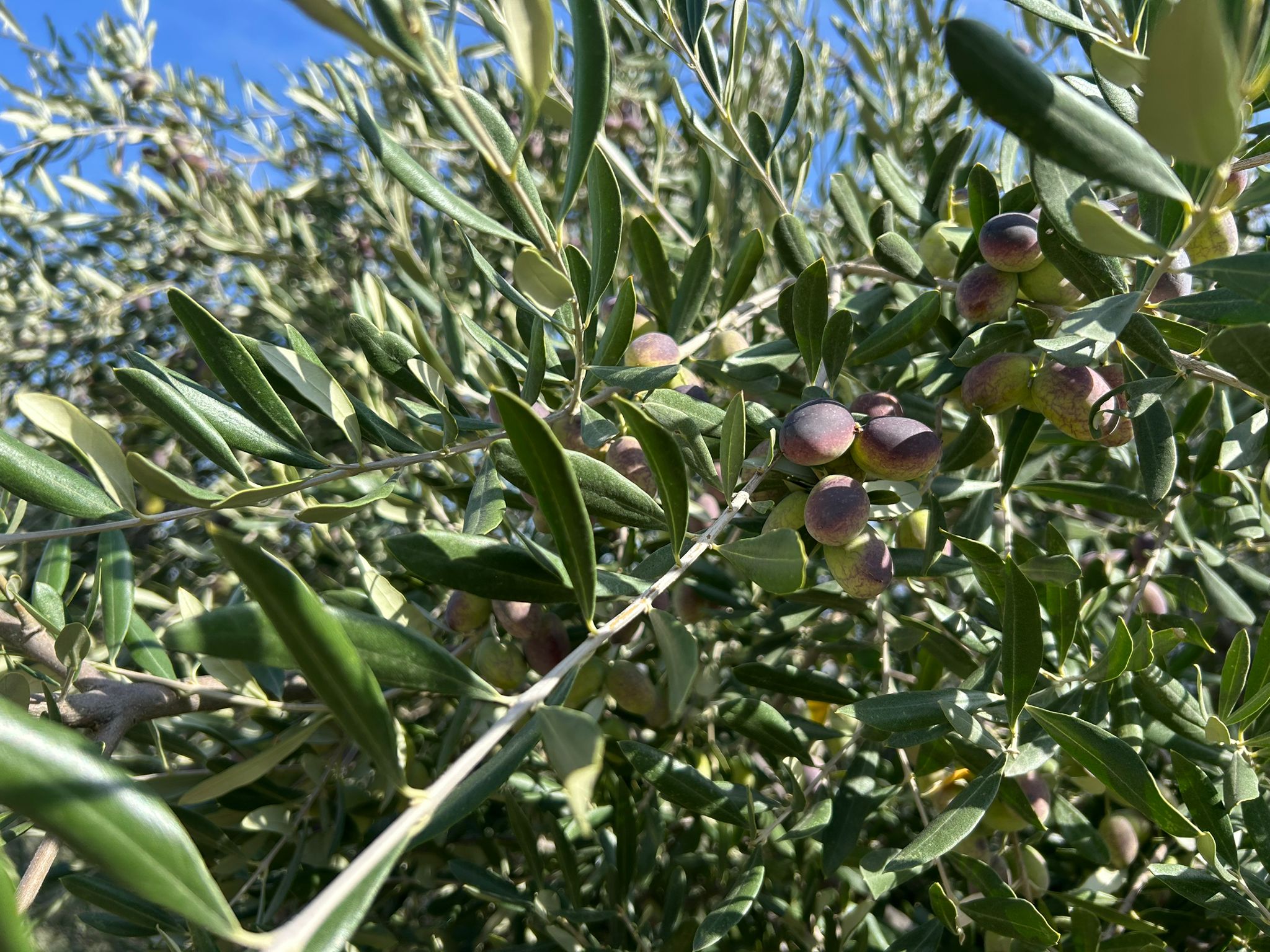 SP’li Başkan Kayaoğulları zeytin üreticisinin sorunlarına dikkat çekti