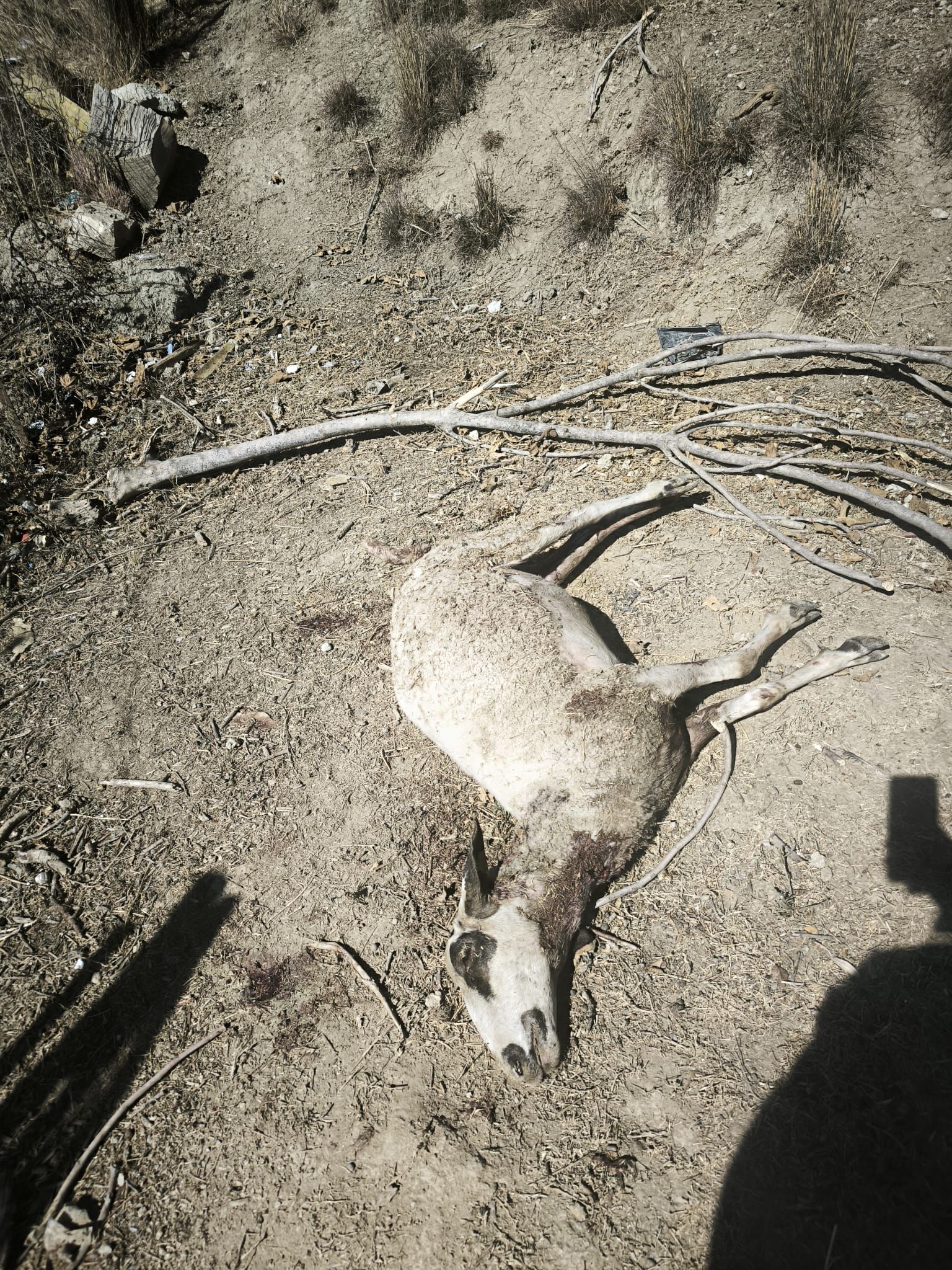 Aydın’da sokak köpekleri koyunları telef etti