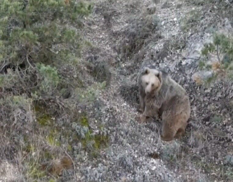 Yayladaki 20 ev talan edildi! Tek bir şeyden şüpheleniliyor