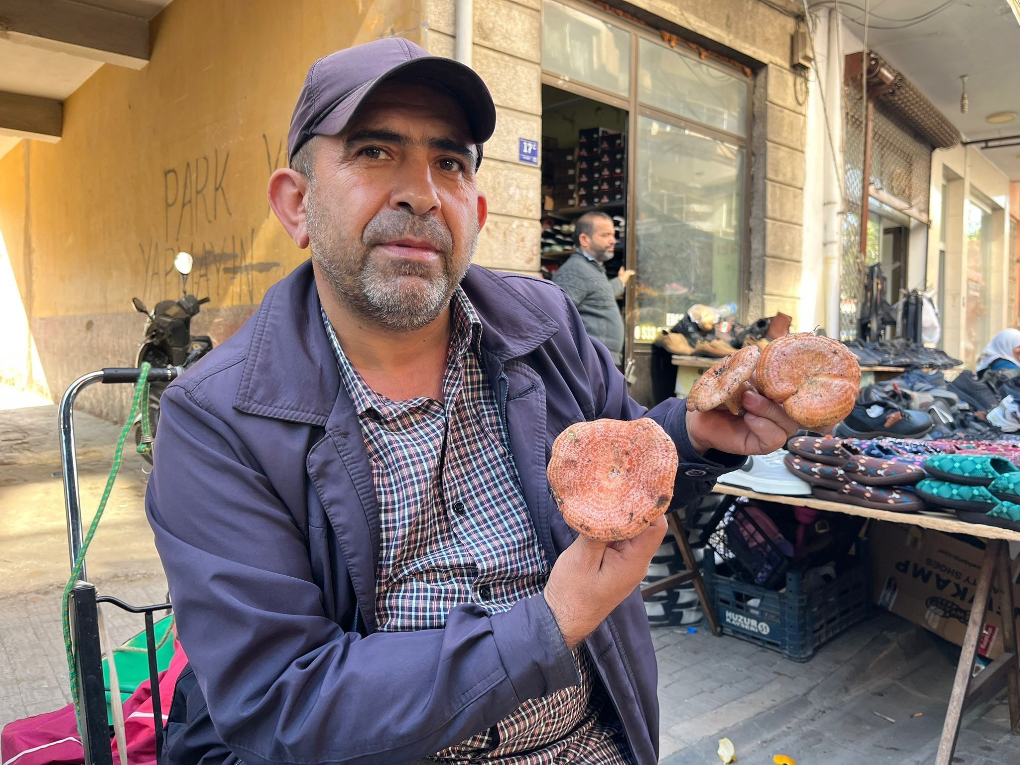 Aydın’da çıntar sezonu başladı 
