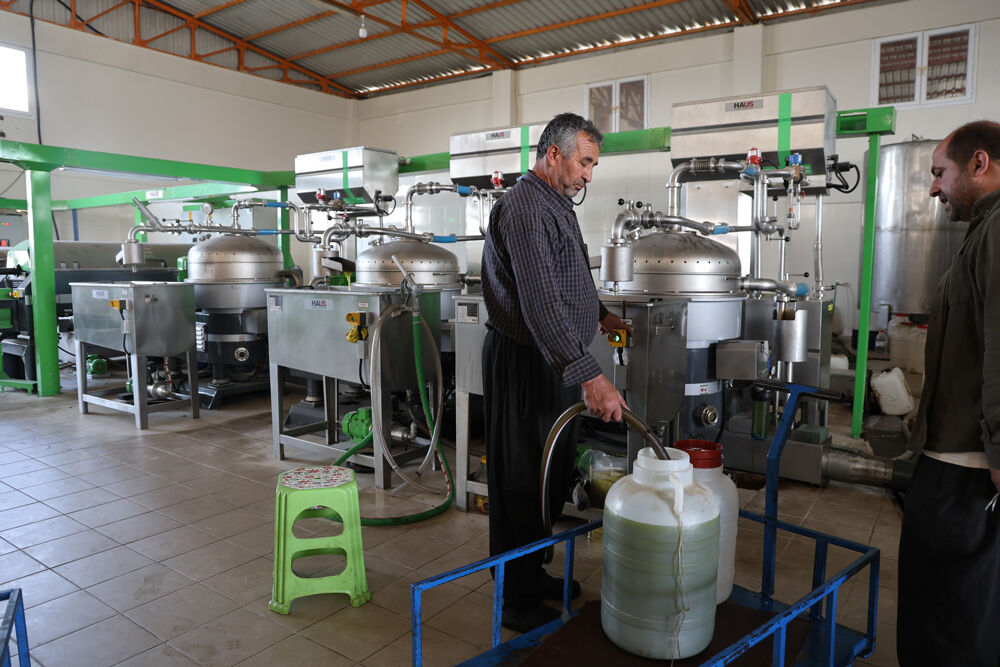 Fabrikalarda zeytinyağı hareketliliği! Fabrika çıkış litre fiyatı açıklandı