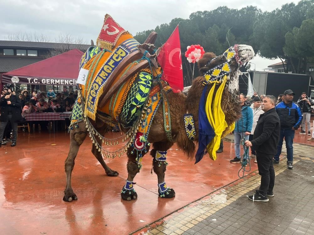 Aydın’da develeri süsleyerek arenaya hazırlıyor