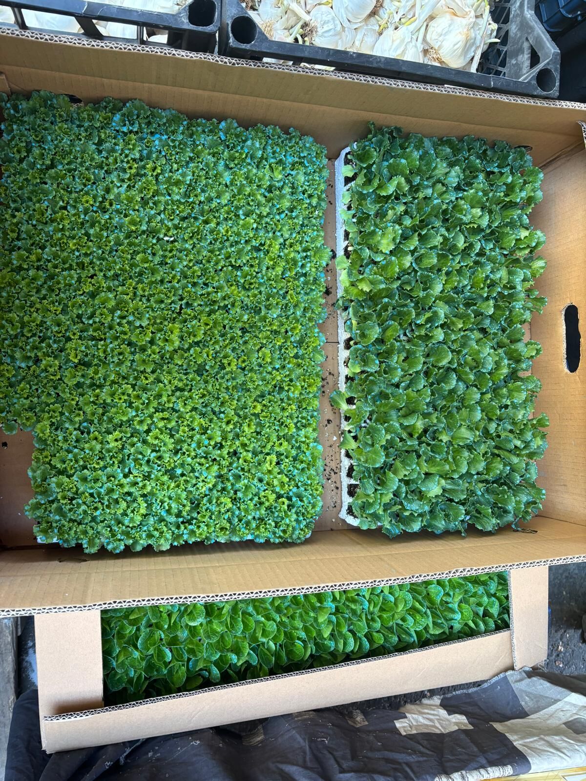 Aydinda Dededen Toruna 3 Kusak Tohumculuk Tohumlariyla Bahcelerini Yesertiyor 616703 Ba82A1092A73302Eae2184C0B19Ad84E