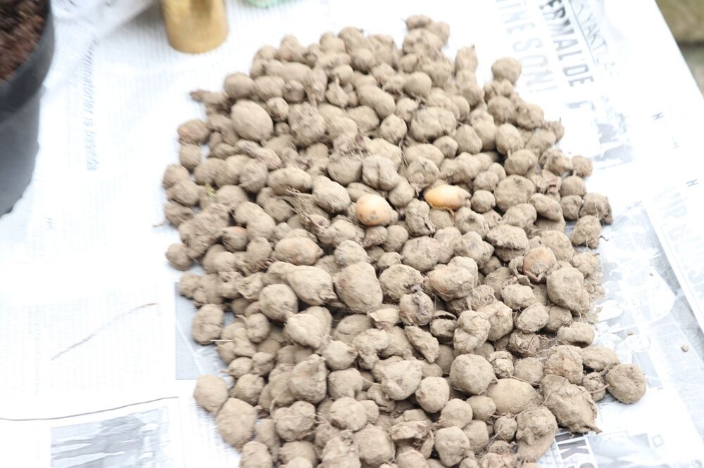 Aydın’da orijinal salep aldatmacası