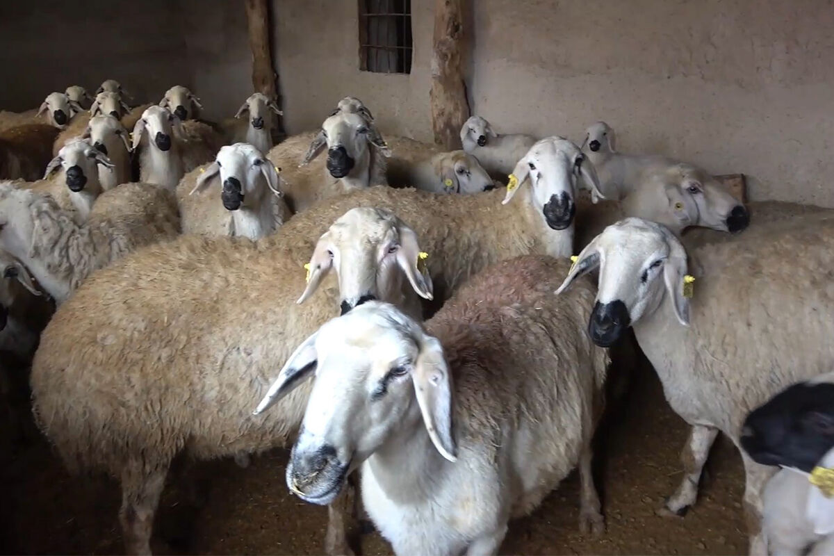 Aydinin Sap Hastaligiyla Mucadelesi Mahallelerde Koruma Ve Kontrol Bolgesi Olusturuldu Saglikli Olsa Da Hayvanlara Asilama Yapilmali 610592 Fa4057423F25D19C6145F44Cce21Eadf