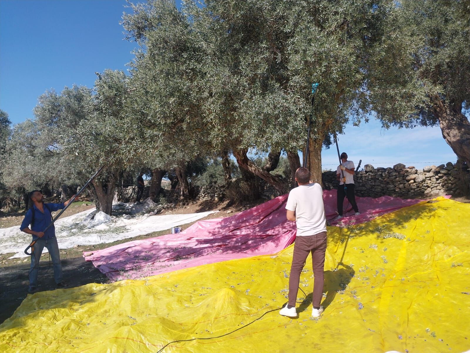 Baskan Gunes Zeytin Hasadinda Allah Ciftcinin Yardimcisi Olsun 611853 189F5C6Db8A2B574B67Aa5F3D874542A