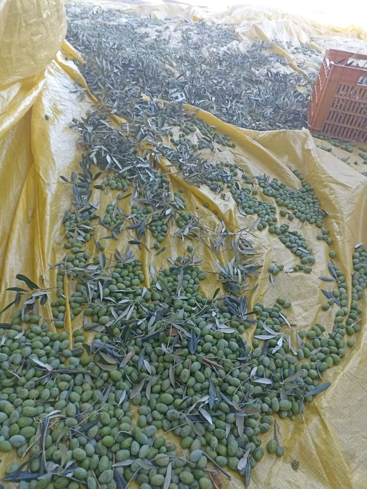 İncirliova'da zeytin fiyatı düştü, işçilik maliyeti arttı