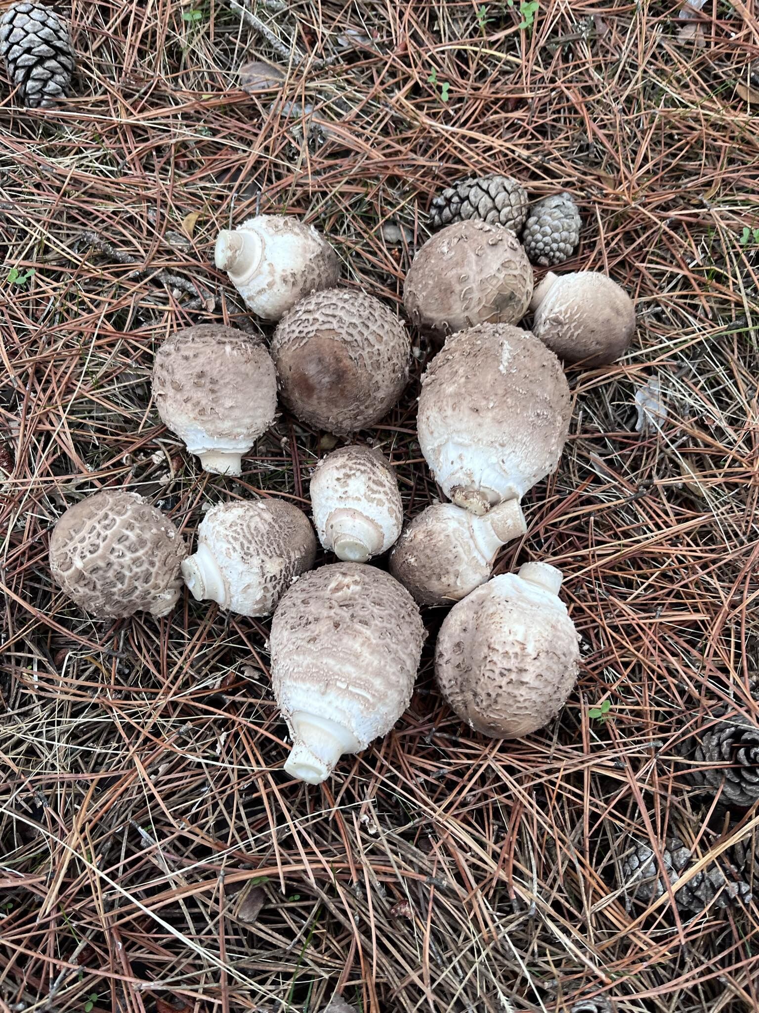 Karacasu Daglari Renklendi Mantar Sezonu Yogun Geciyor 612602 35C85E8Db4176B7126A3Ddae34525411