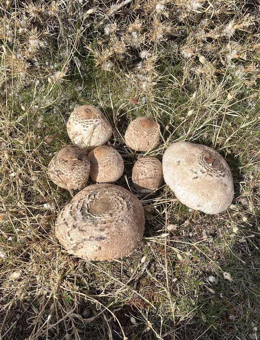 Karacasu Daglari Renklendi Mantar Sezonu Yogun Geciyor 612602 F0Fbdb571Ec3C5Eb6Bc8C221Bd98681E