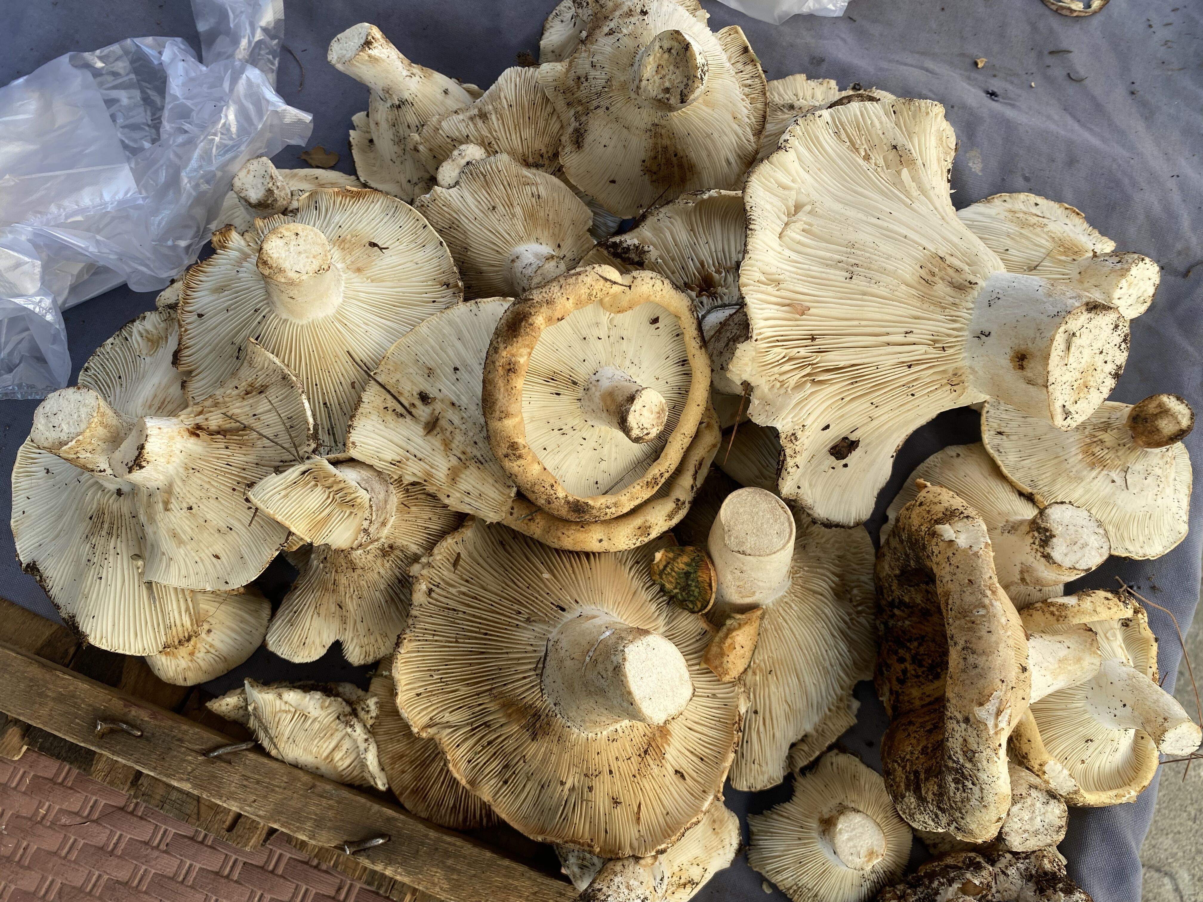 Kocarlida Beyaz Mantarlar Tezgahlari Susledi Vatandaslardan Beklenen Ilgi Olmadi 614581 Dc8E74375Ee206C353B53C5B68D6F74E