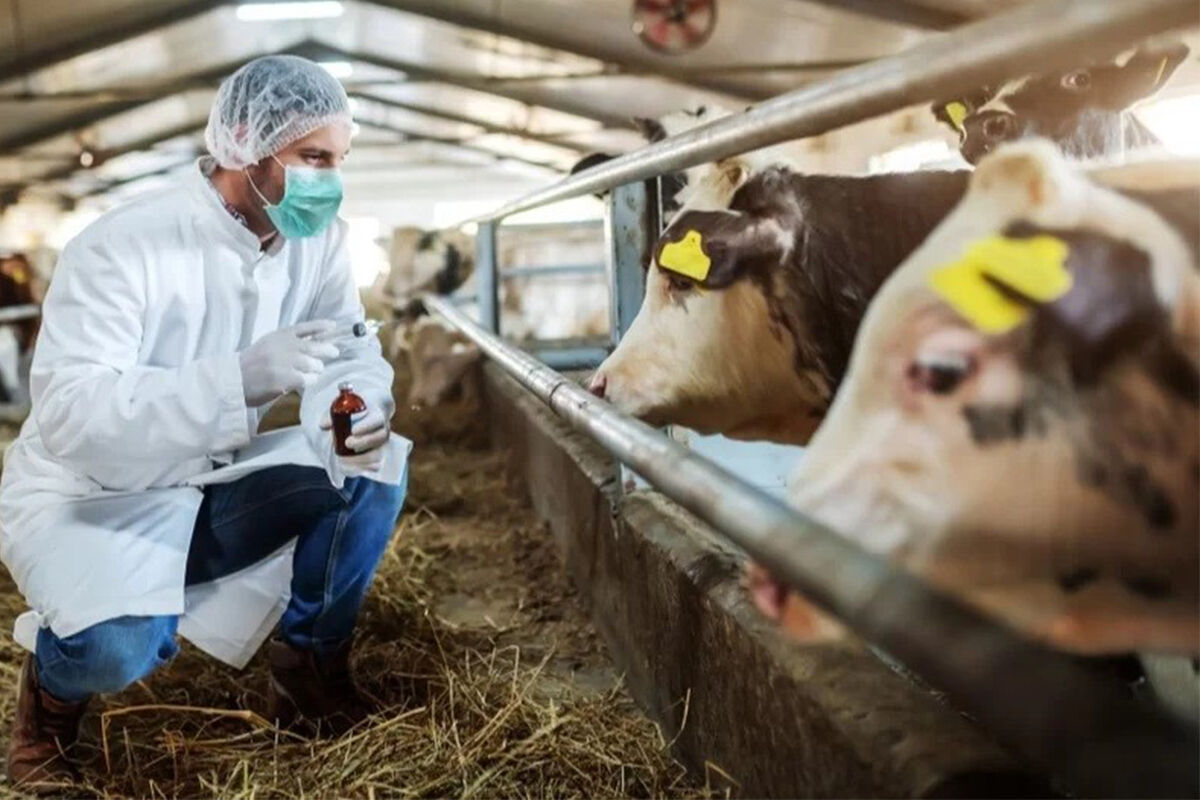 Söke’de artan şap hastalığı için önemli karar!