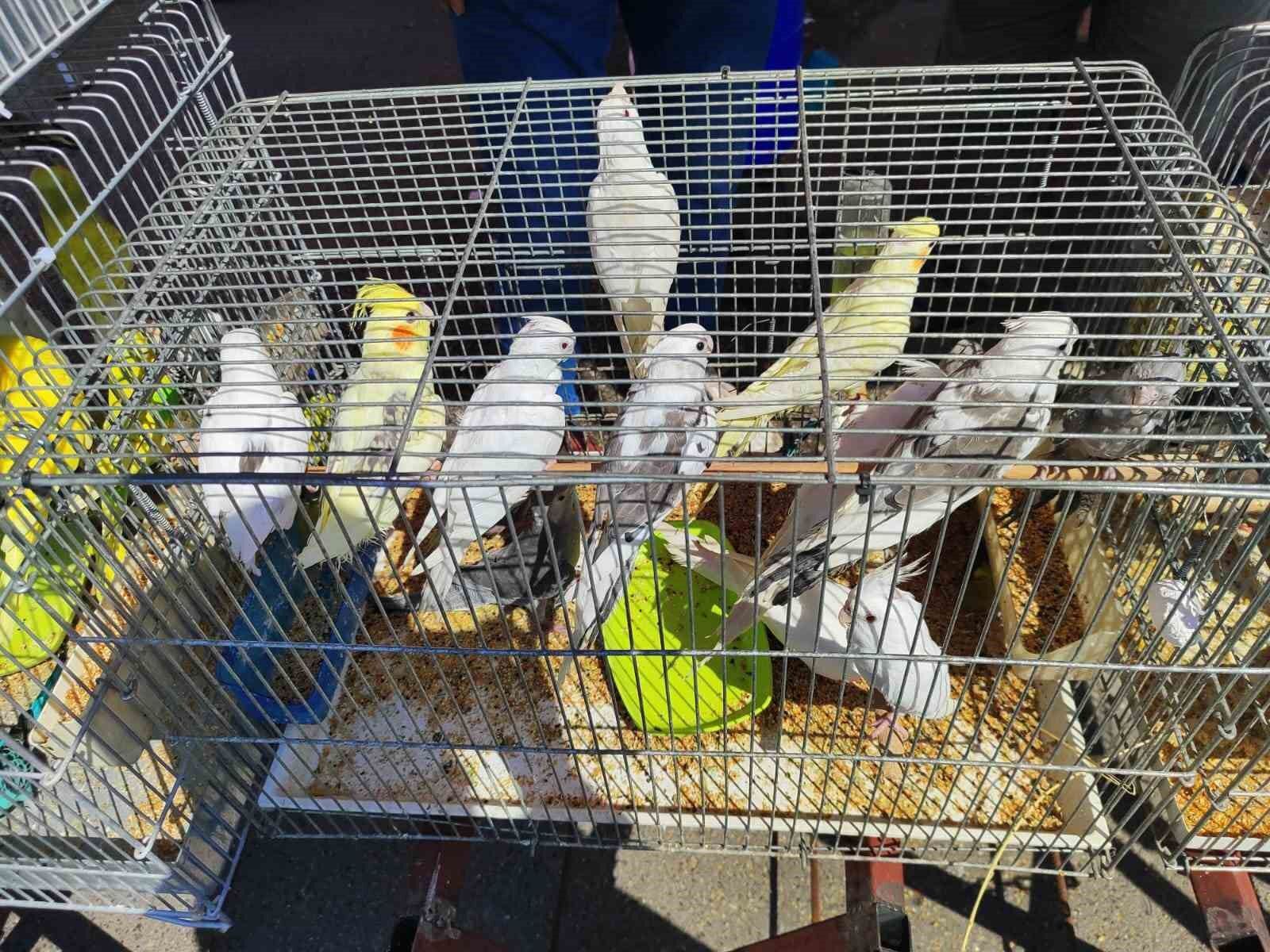 Aydın’daki petshoplar dikkat! Artık ruhsat almanız gerekecek