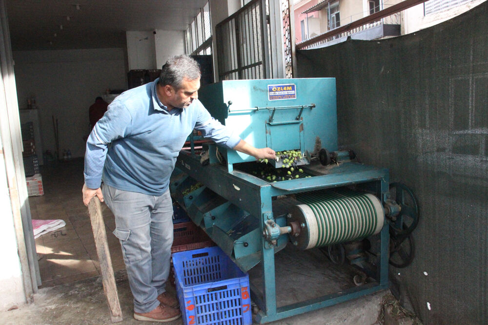Aydın’da zeytin hasadı bereket getirdi