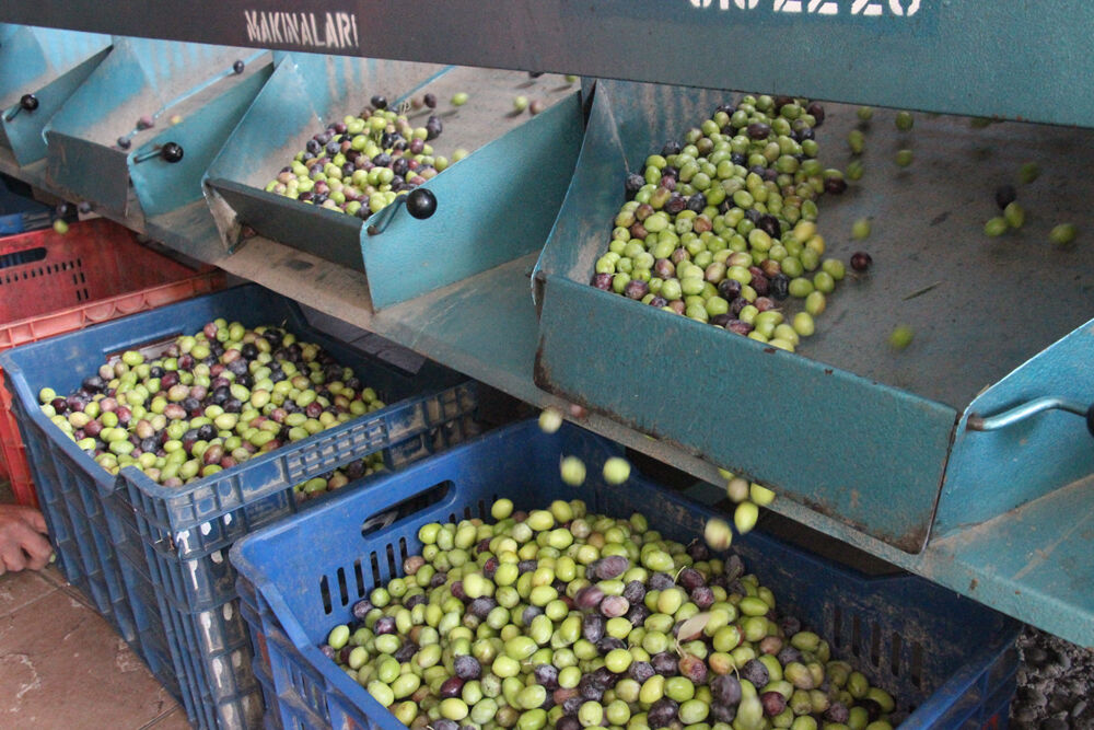 Aydın’da zeytin hasadı bereket getirdi