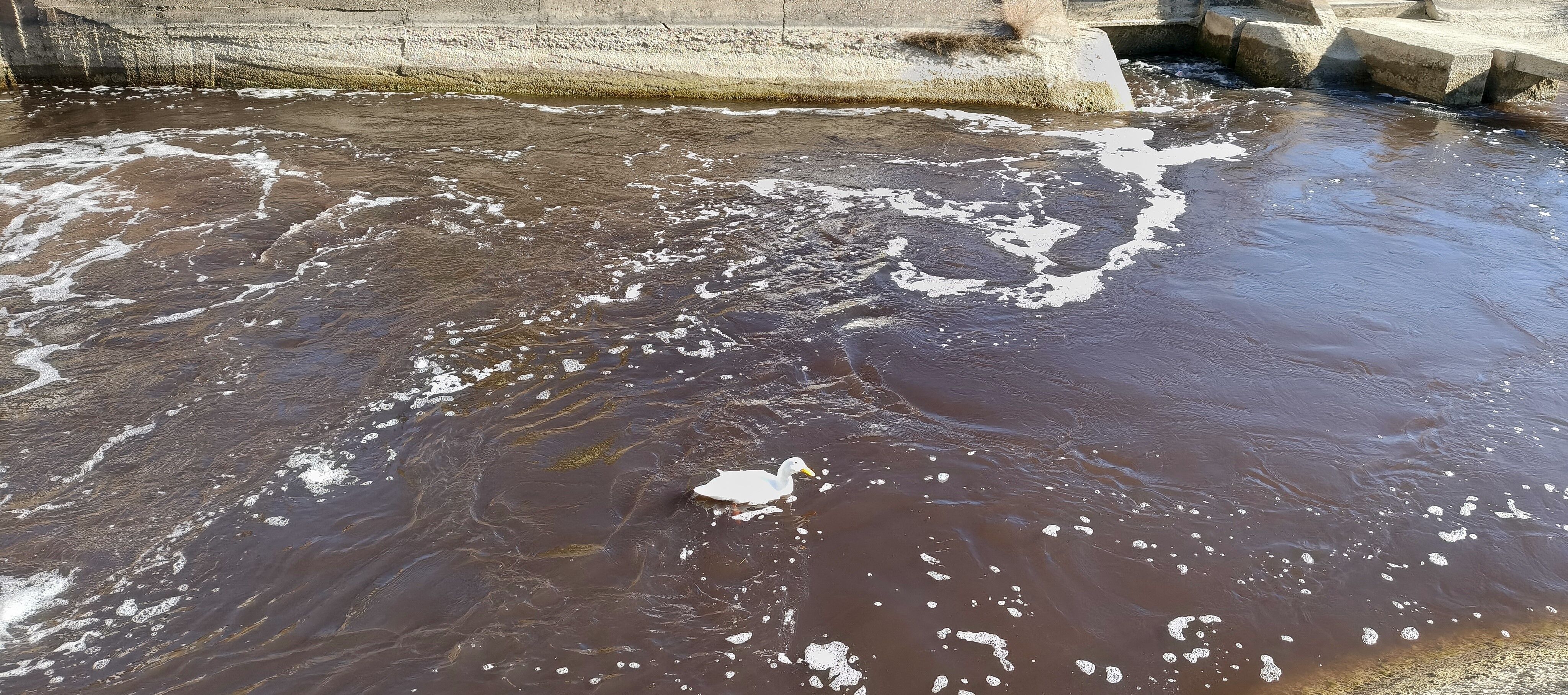Nehrin siyah akmaya başlaması akıllara zeytin karasuyunu getirdi