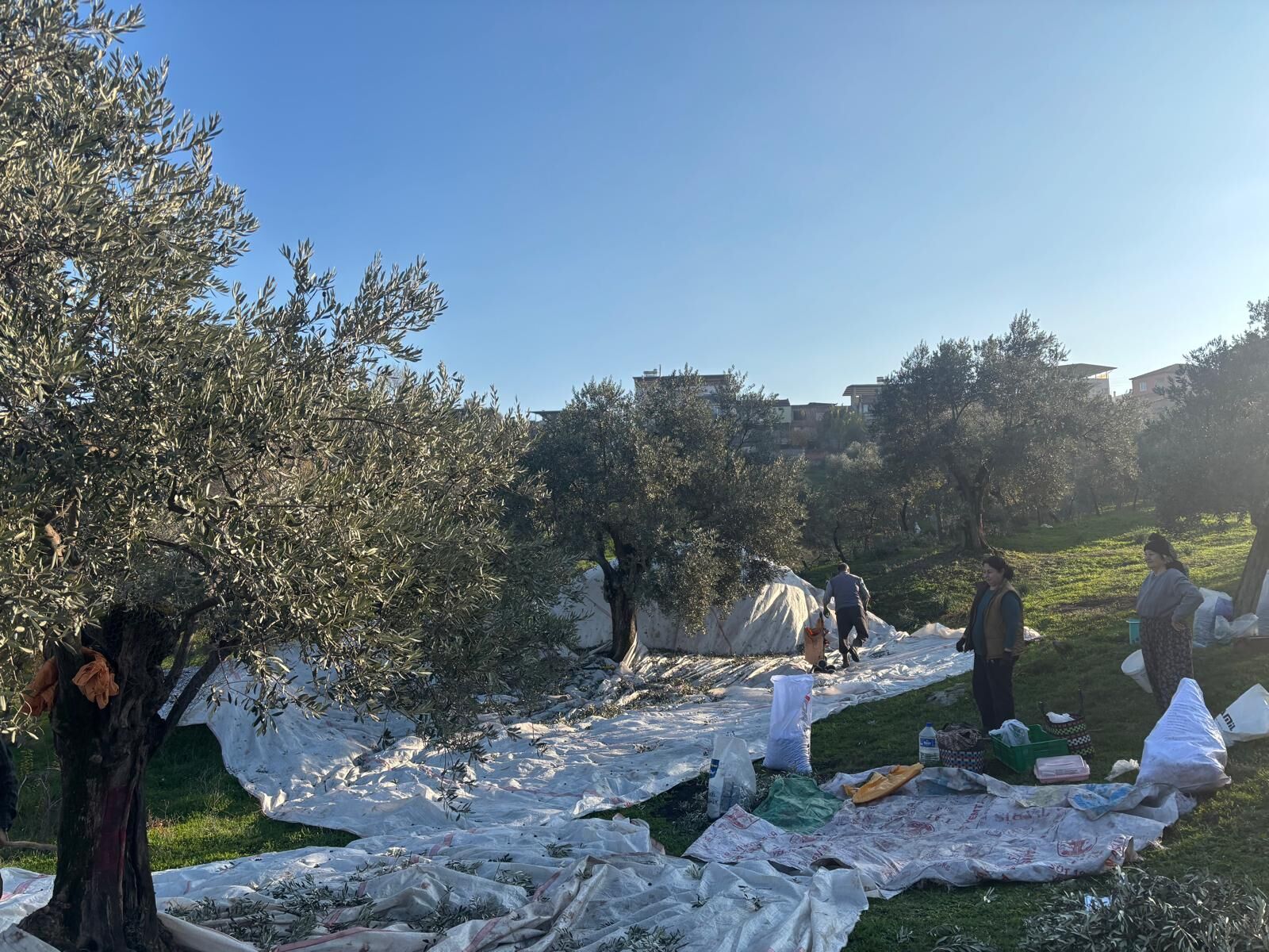 Aydın’da deden toruna zeytin mirası