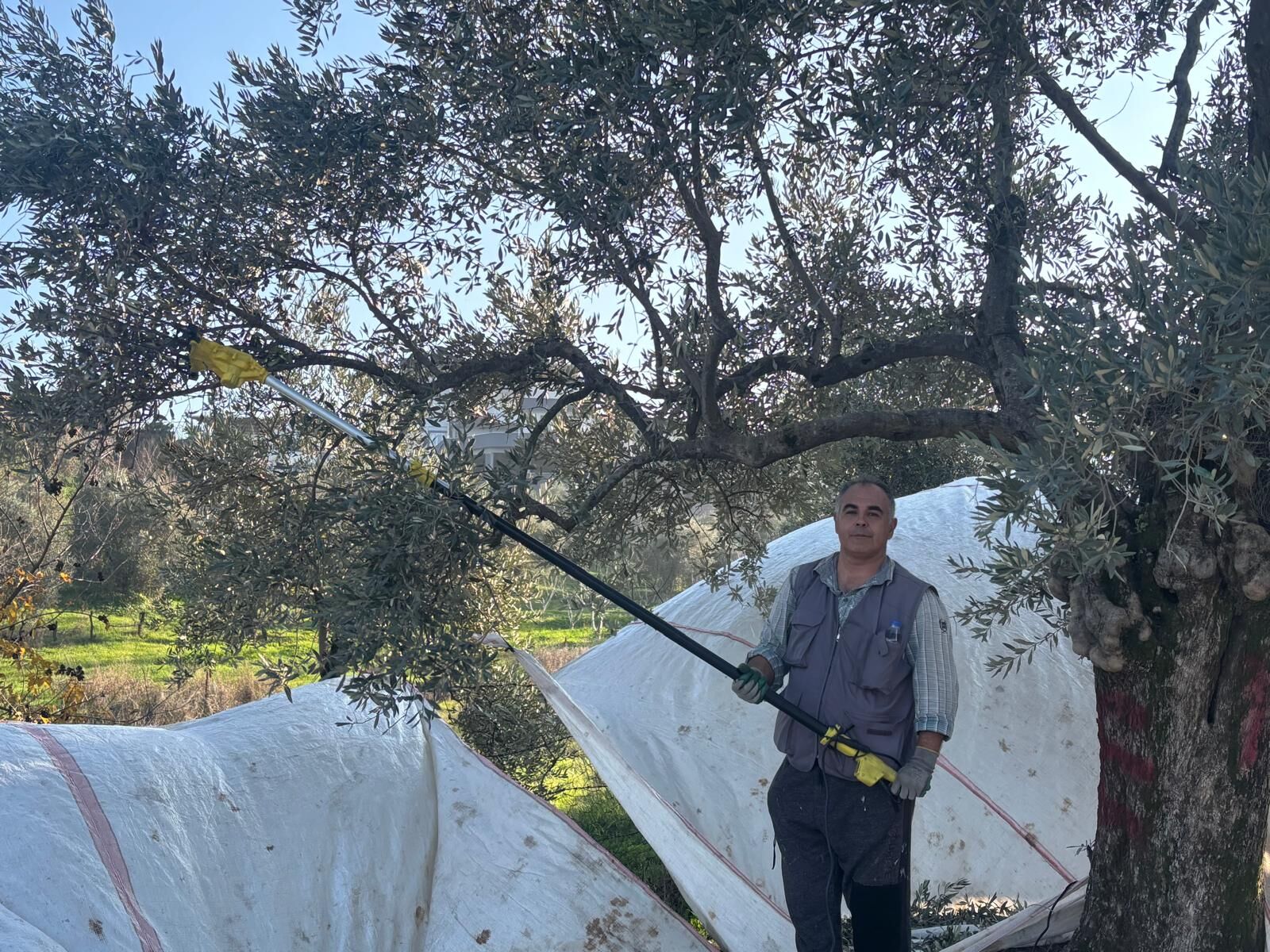 Aydın’da deden toruna zeytin mirası