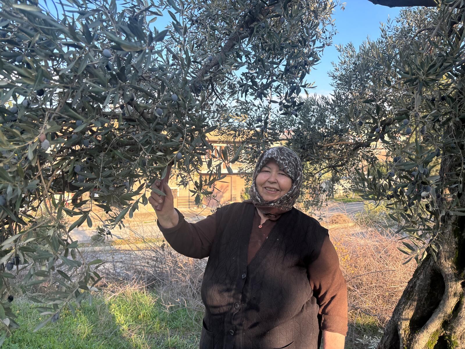 Aydın’da deden toruna zeytin mirası