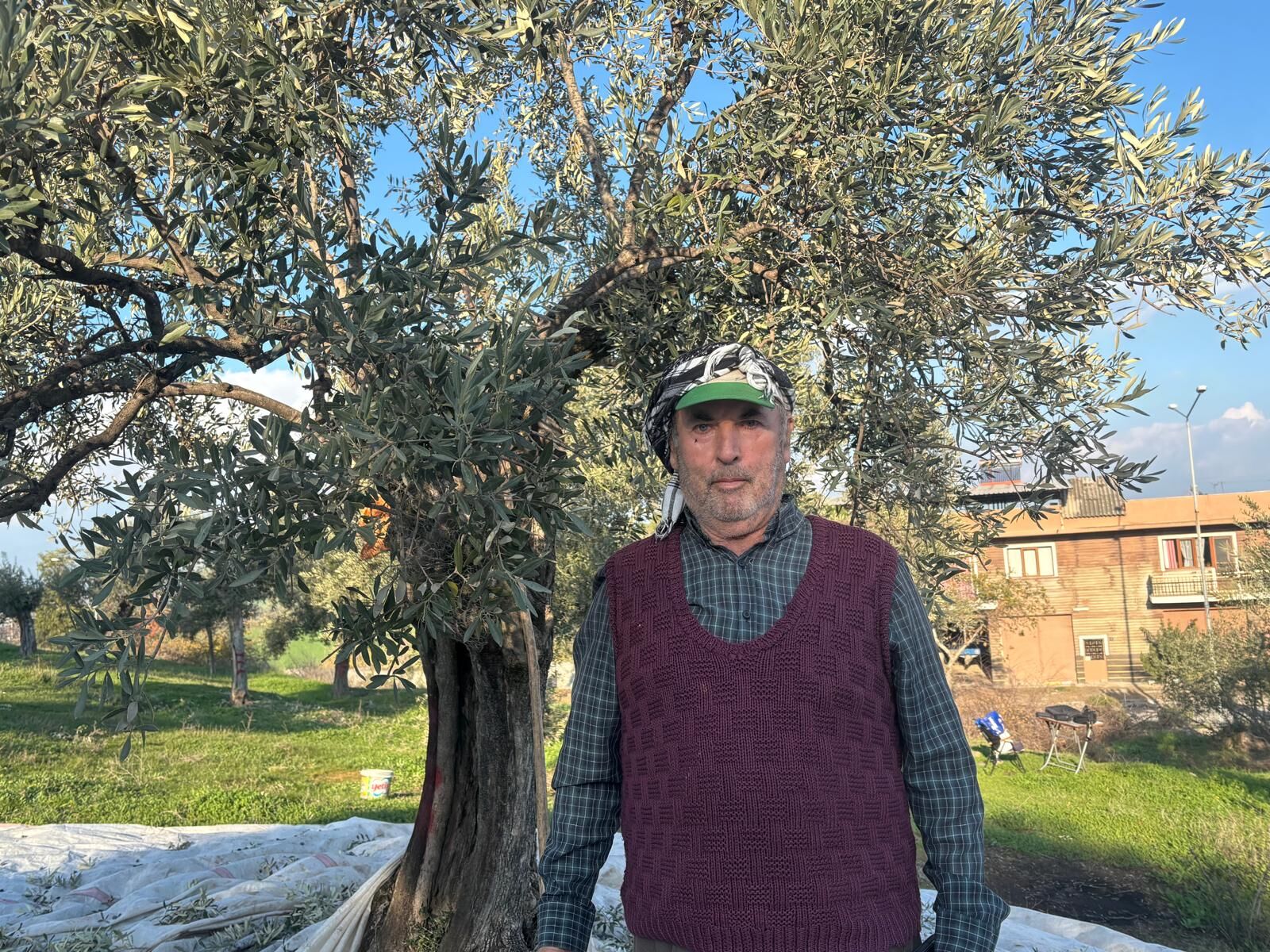 Aydın’da deden toruna zeytin mirası