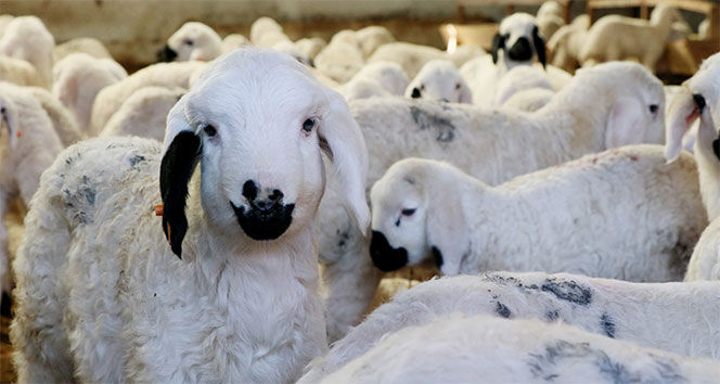 Aydinda Hayvancilar Zor Gunler Geciriyor Emegimizin Karsiligini Alamiyoruz 624075 5C21A1Adc569E46998A333354278F92D