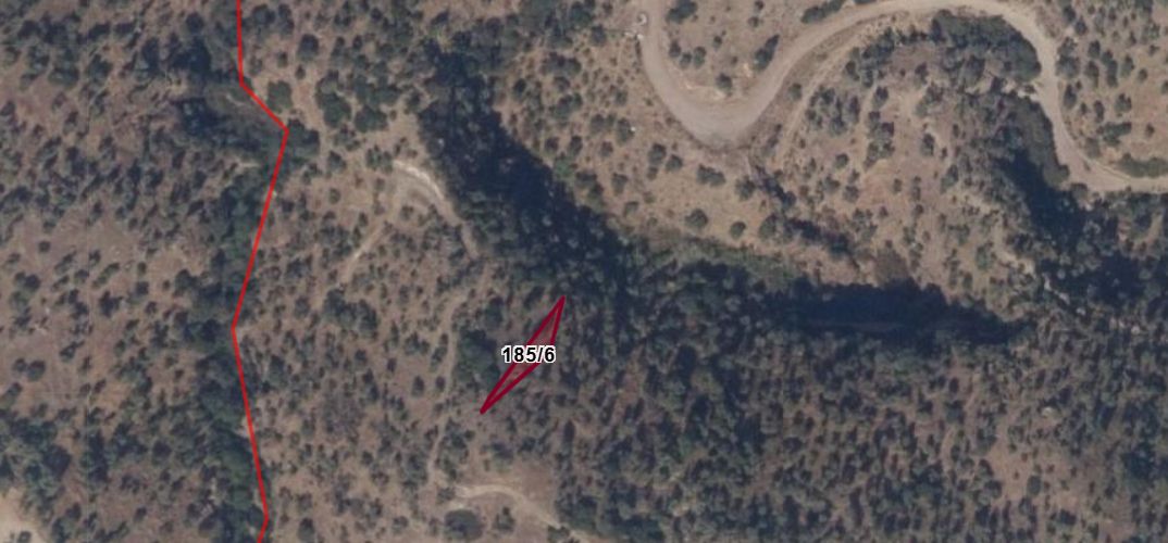 Aydın’da şaşırtan satış: 9 ağaçlı zeytinlik açık artırmada