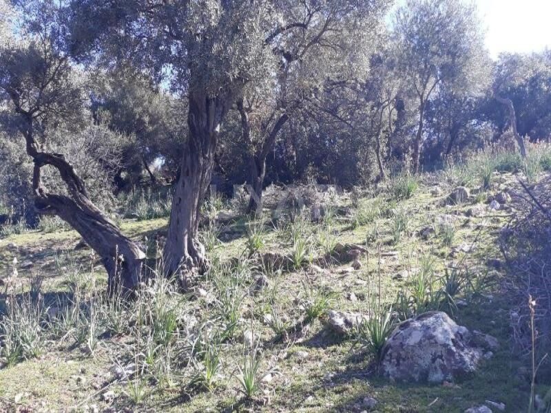 Aydinda Zeytin Agacli Arsa Mahkemeden Satista Baslangic Fiyati Dikkat Cekti 623402 Bc4698Bc130F083Dacf39Ebc72Dec3Df